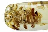 Polished Colombian Copal ( g) - Contains Termites! #326743-1